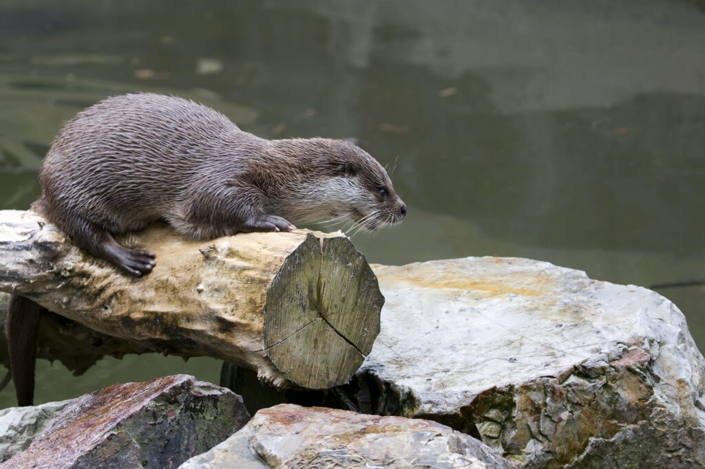 Otter near the river